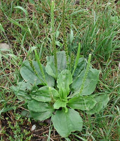 Spring Lawn Care in the Western Cape: Identifying and Controlling Common Weeds