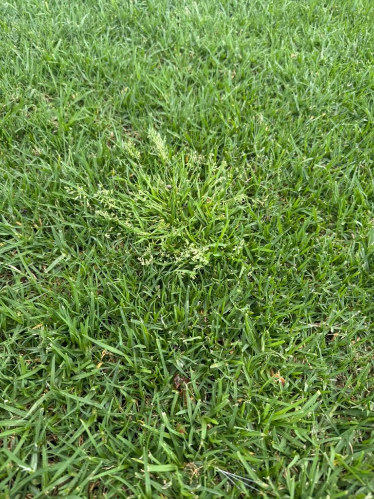 Closeup of winter grass on a perfectly manicured lawn