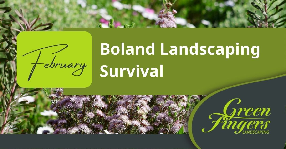 February Boland Landscaping Survival
